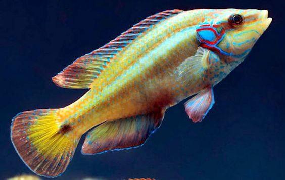 Symphodus ocellatus_00008